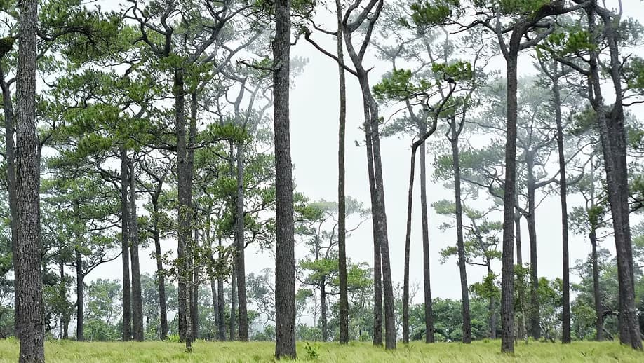 RESPONSIBLE TREKKING