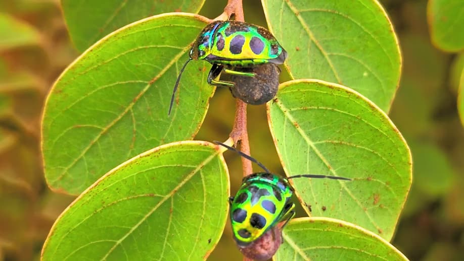 The Great Biodiversity