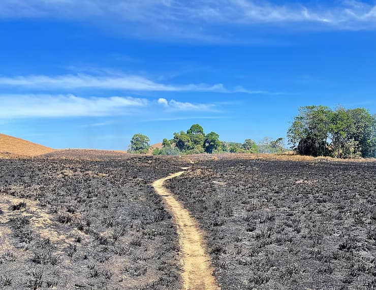 The Relationship of Climate Change and Biodiversity